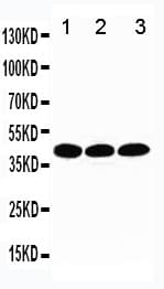 TBP / GTF2D Antibody (aa227-246)