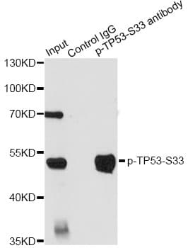 Polyclonal Rabbit anti-Human TP53 / p53 Antibody (phospho-Ser33, WB)