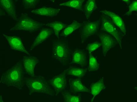 TREX1 Antibody