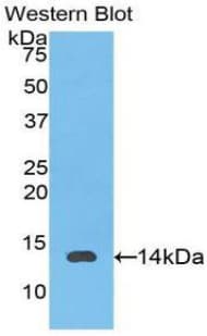 IL8 / Interleukin 8 Antibody (aa17-103)