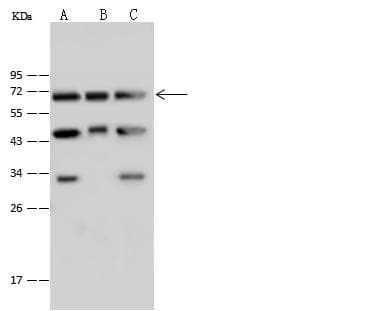 NUP62 Antibody (Preservative Free)