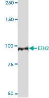 Monoclonal Mouse anti-Human EZH2 Antibody (clone 2C3, WB)