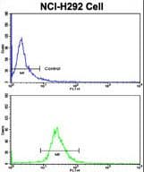 KIF3C Antibody (aa713-741)