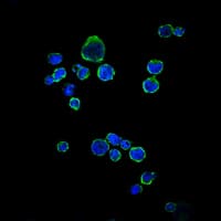 CD1A Antibody (clone 7A7)