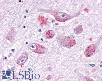 PathPlus™ GALR1 / Galanin Receptor 1 Antibody (N-Terminus)