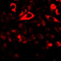 NRBF2 Antibody