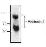 Polyclonal Rabbit anti-Human Mitofusin 2 / MFN2 Antibody (WB)