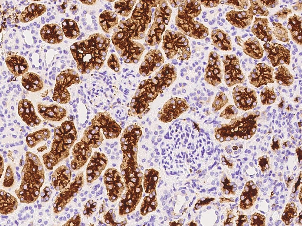 Monoclonal Mouse anti-Human ANPEP / CD13 Antibody (clone 11, Preservative Free, IHC, WB)