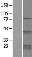 CDC42 Protein (Over-Expression Lysate Myc-DDK (Flag))