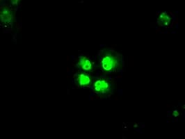SATB1 Antibody (clone OTI10G2)