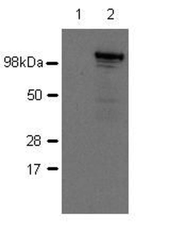 Monoclonal Rat anti-Mouse NOD2 / CARD15 Antibody (clone 26mNOD2, WB)