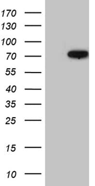 ZNF18 Antibody (aa183-405, clone OTI7A8, Carrier-free)
