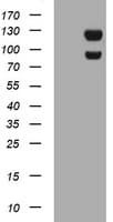 USP7 / HAUSP Antibody (clone OTI3C1)