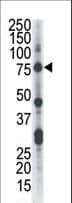 CLK2 Antibody (aa1-30)