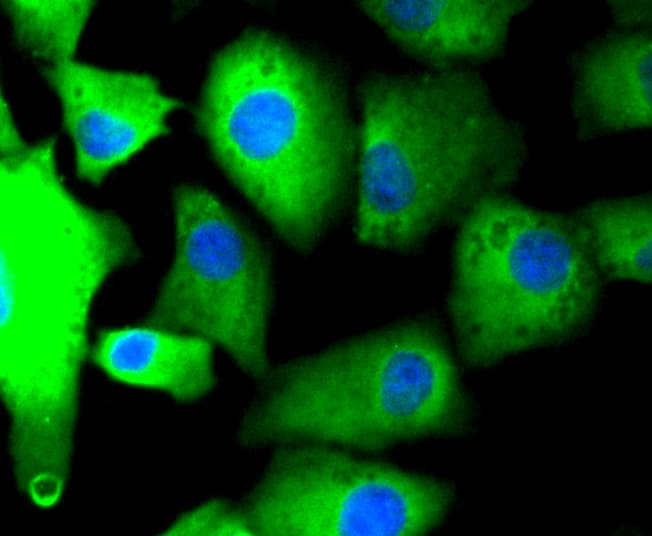 PRKCA / PKC-Alpha Antibody