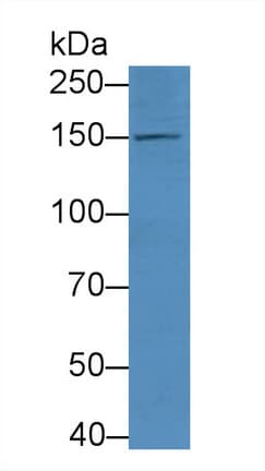 NOS3 / eNOS Antibody (aa888-1001)