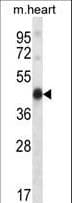 Polyclonal Rabbit anti-Mouse PDK2 Antibody (aa78-107, IHC, WB)
