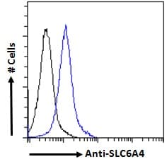 SLC6A4 / SERT Antibody (aa605-618)