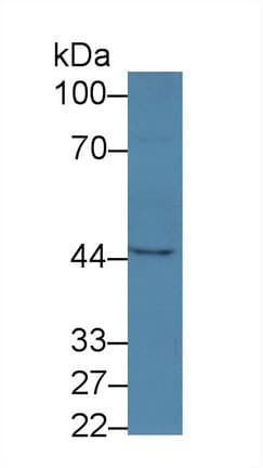 SERPINB1 Antibody (aa13-252)