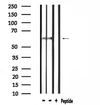 SLC9A8 / NHE8 Antibody