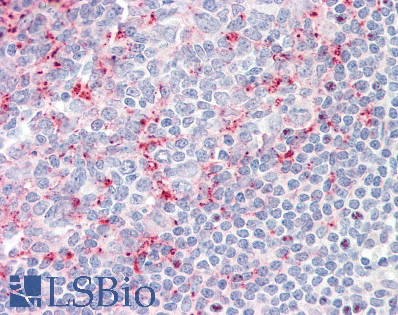 LILRB2 / ILT4 Antibody (C-Terminus)