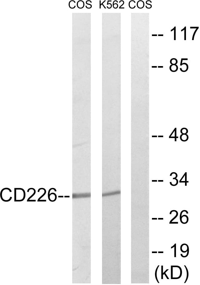 Polyclonal Rabbit anti-Human DNAM-1 / CD226 Antibody (aa287-336, IF, WB)