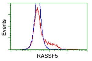 RASSF5 / RAPL Antibody (clone OTI1H2)