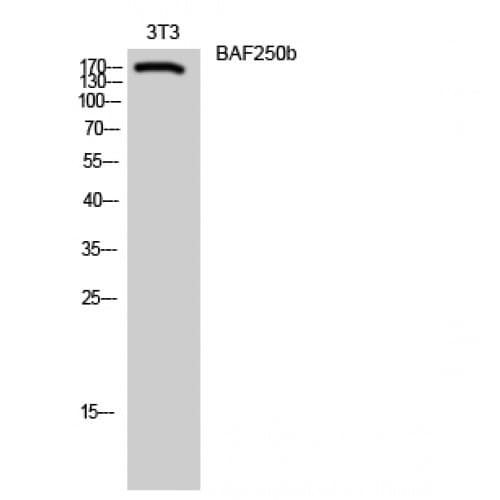 ARID1B / BAF250B Antibody (1340-1420 aa, Internal)