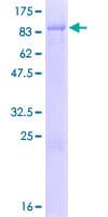 Human ZNF692 Protein (Recombinant GST)
