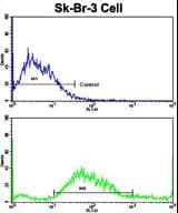 HOMER3 / Homer 3 Antibody (aa281-308)