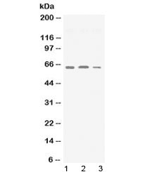 SYN2 / Synapsin II Antibody