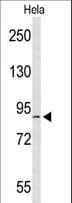 COG2 Antibody (aa96-124)