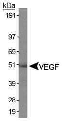 VEGFA / VEGF Antibody (clone VG76e)