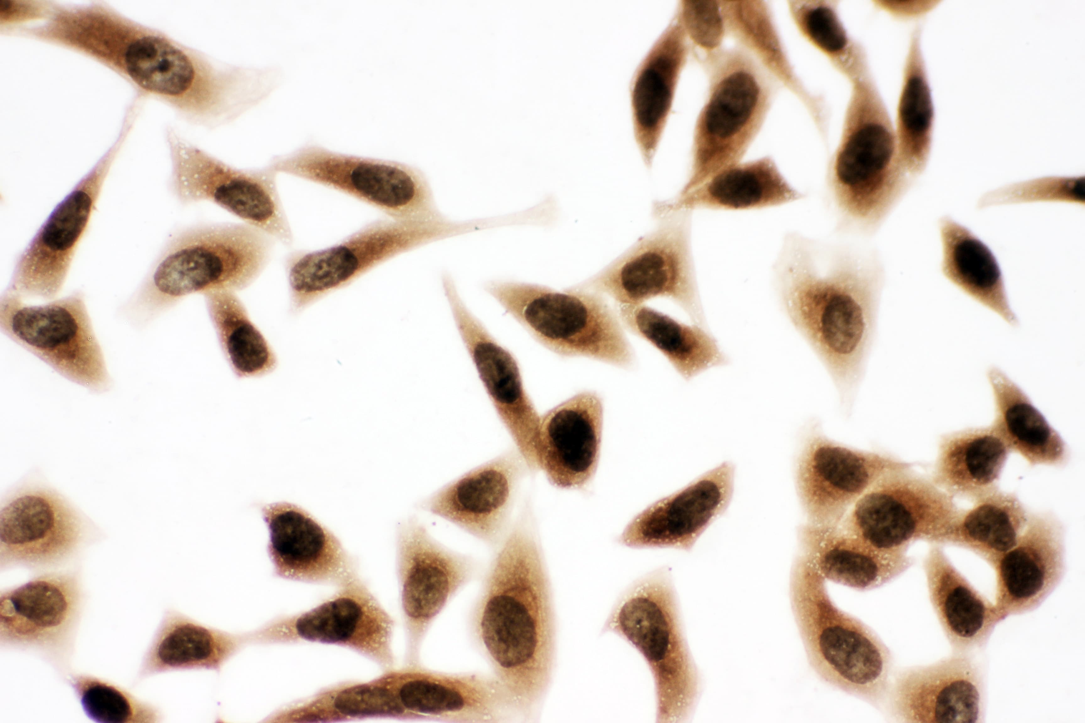 BUB3 Antibody (aa76-90)