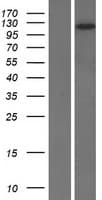 DLGAP2 Protein (Over-Expression Lysate Myc-DDK (Flag))