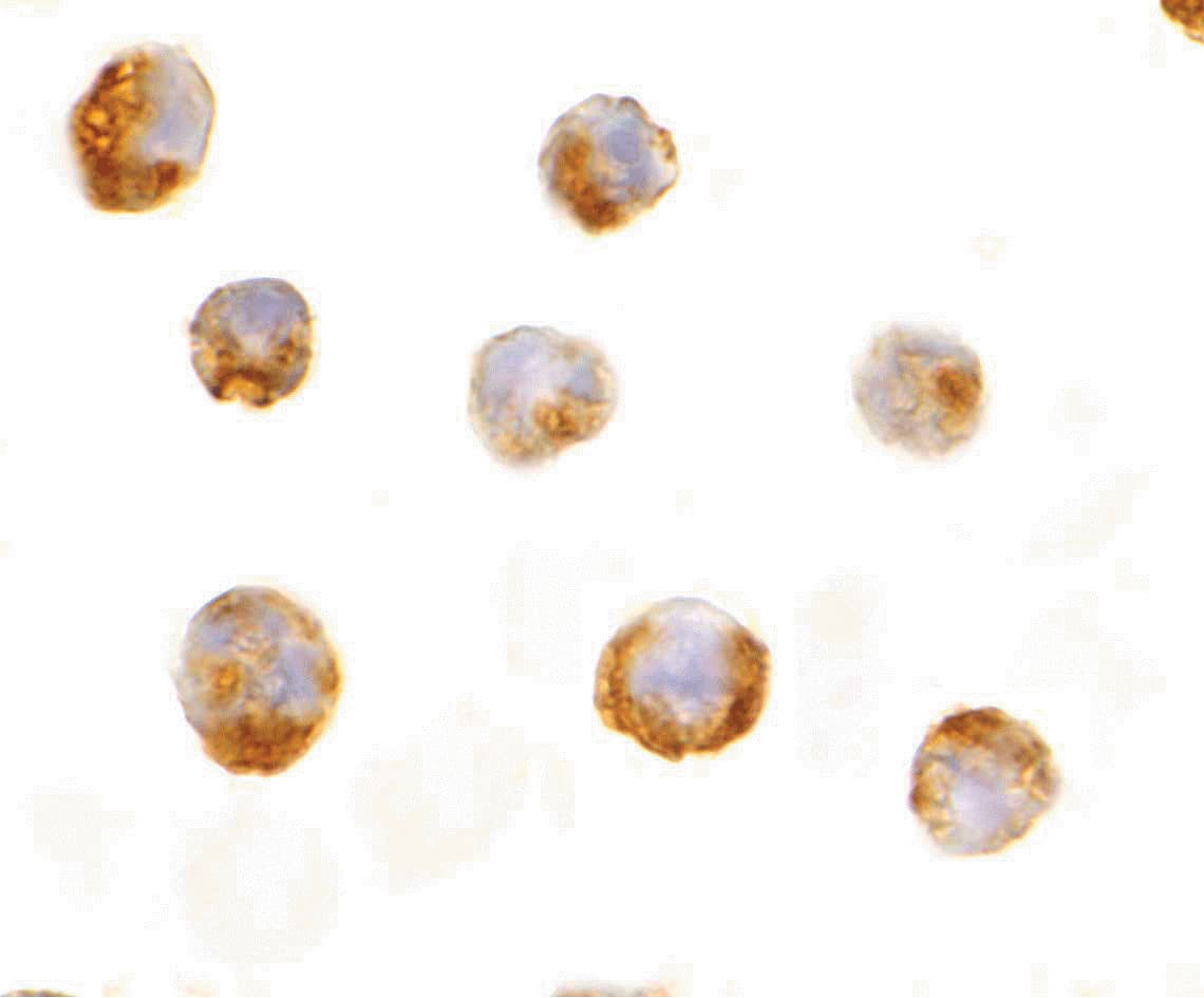 PathPlus™ IL23A / IL-23 p19 Antibody