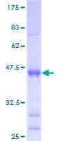 Human BATF2 / SARI Protein (Recombinant GST)