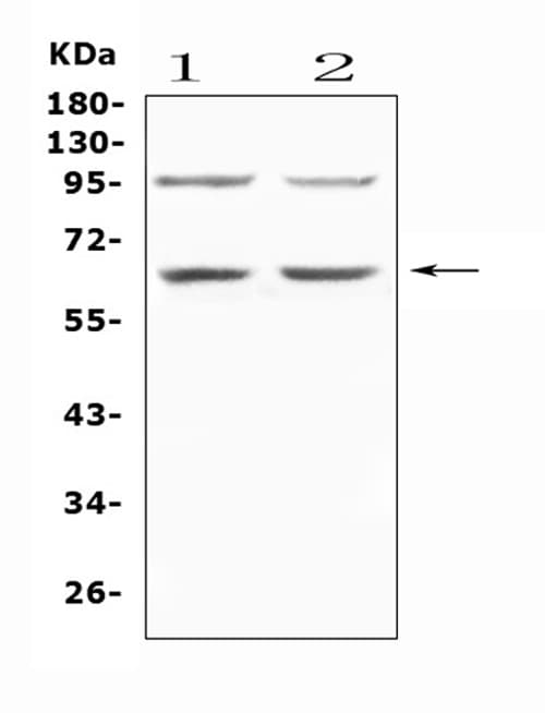 PRKAA1 / AMPK Alpha 1 Antibody
