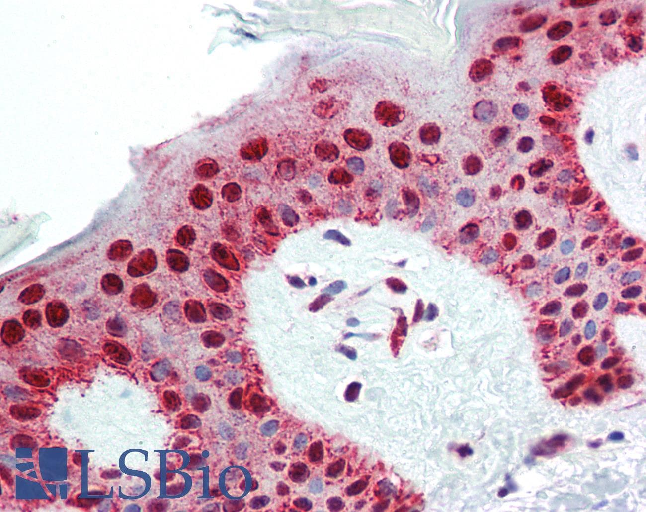 PathPlus™ NPM1 / NPM / Nucleophosmin Antibody