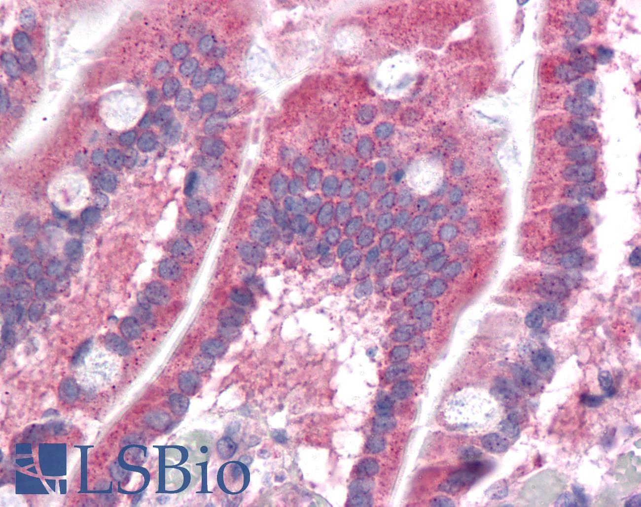 IHC-plus™ Polyclonal Rabbit anti-Human DPPL1 / PPAPDC1B Antibody (IHC, WB)