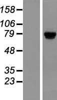 TSR1 Protein (Over-Expression Lysate Myc-DDK (Flag))
