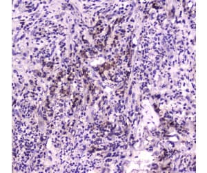 NPC2 Antibody