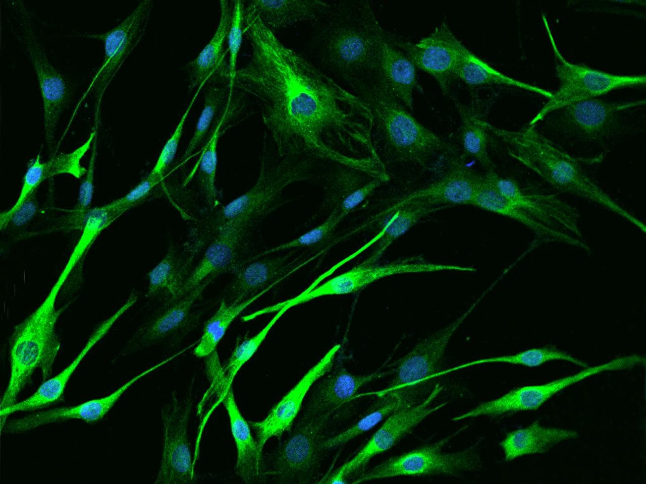 DES / Desmin Antibody (Preservative Free)