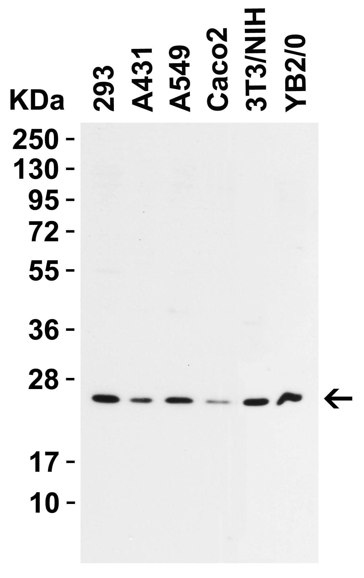 IHC-plus™ Polyclonal Rabbit anti-Human PRX-1 / PRRX1 Antibody (IHC, WB)
