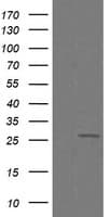 C4orf22 Antibody (clone OTI1A6)