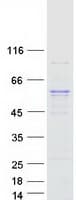 Human METTL4 Protein (Recombinant Myc-DDK (Flag))