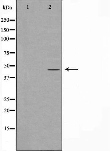 GORASP2 / GRASP55 Antibody