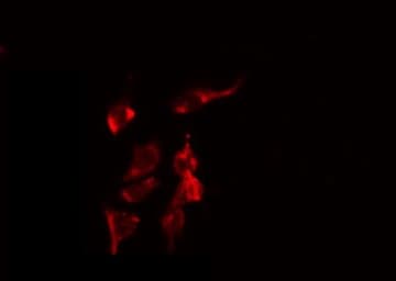 MRPL40 Antibody