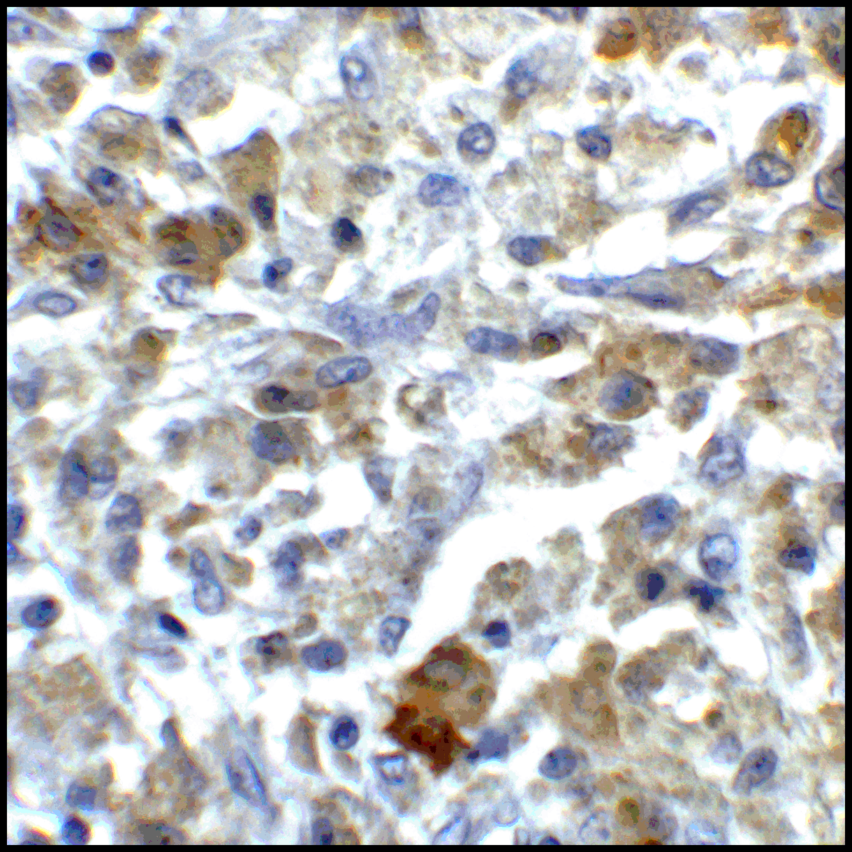Monoclonal Mouse anti-Human CD80 Antibody (clone 11C12, IHC, IF, WB)