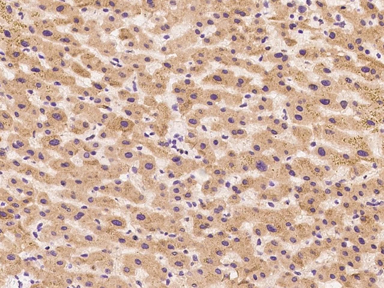 AZGP1 / ZAG Antibody (Preservative Free)